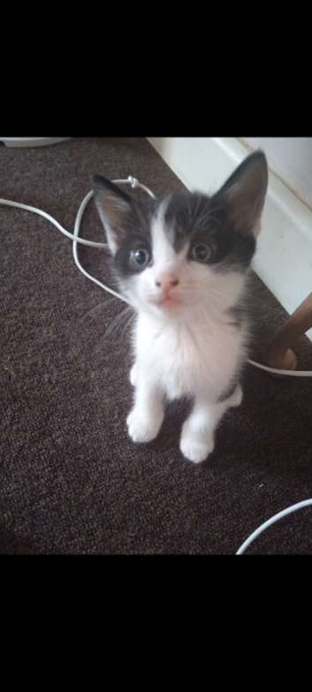 Male black and white kitten ready now