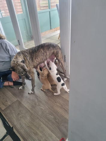 3 puppies left
