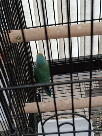 Love bird