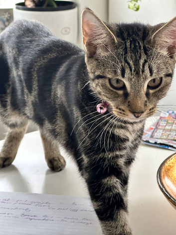 Sweet little kitten looking for forever home