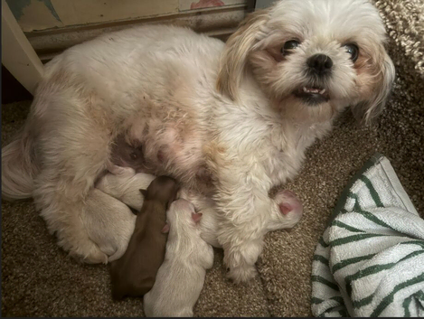 Gorgouse shih tzu pups  3 boys 2 girls