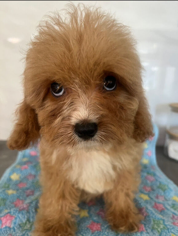 Beautiful 1st generation Cavapoo ready to leave