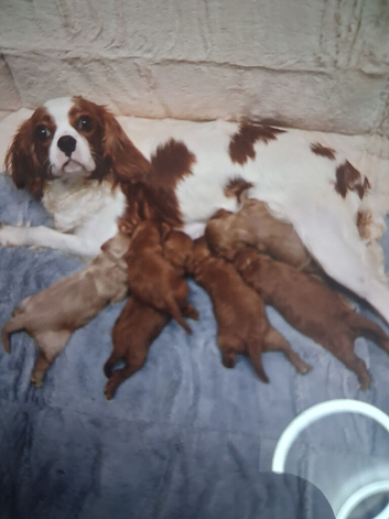 Cavapoo mix litter