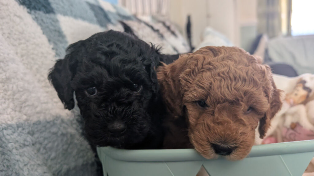 Fb1 jackapoo puppies 2 left from a litter of 7