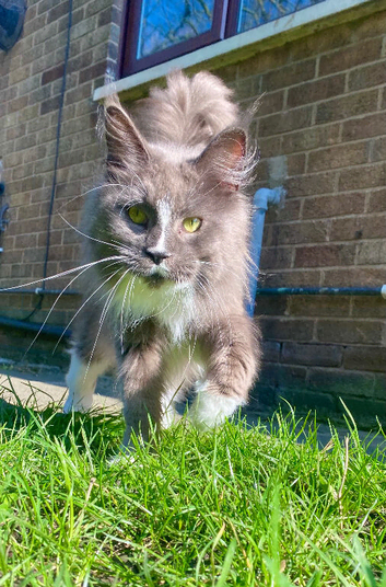 Mainecoon