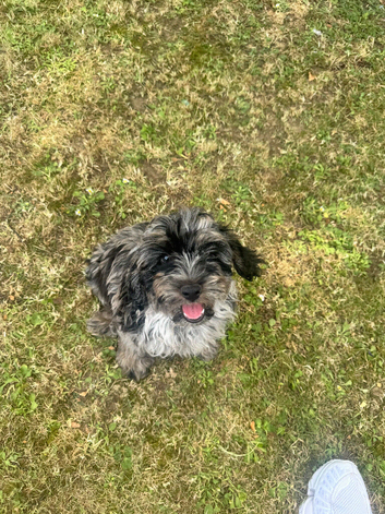 Merle blue puppy