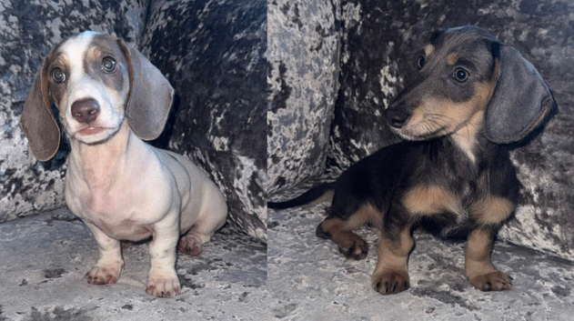 Ready to leave miniature dachshunds