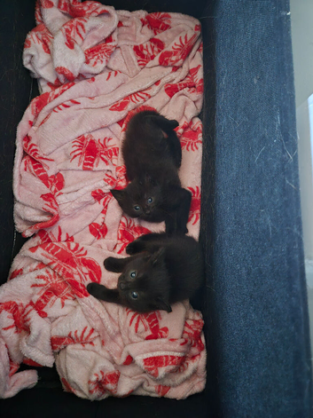 Chocolate kitten for sale