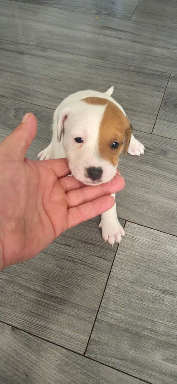 Parson rusell terriers
