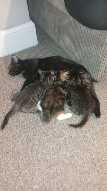 Torbie kittens
