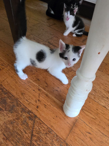 2 kittens