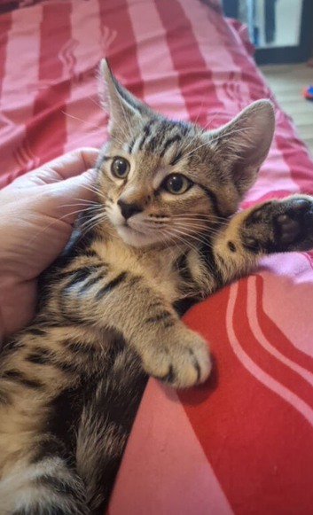 Mixed bengal kittens