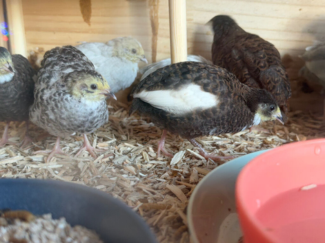 Button Quail