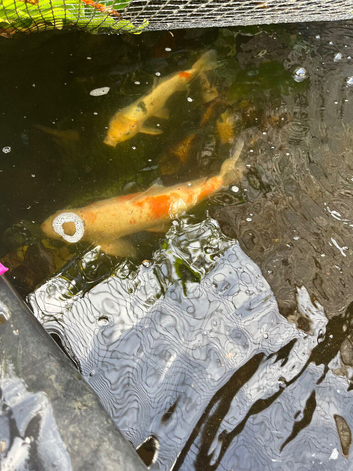 Large koi
