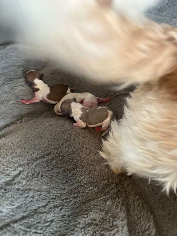 Shih Tzu imperial puppies