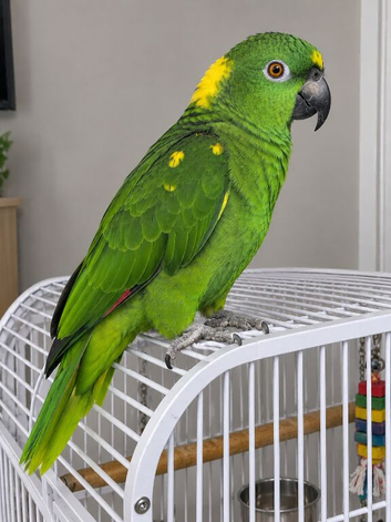 Yellow nape Amazon tame and talking with small cage