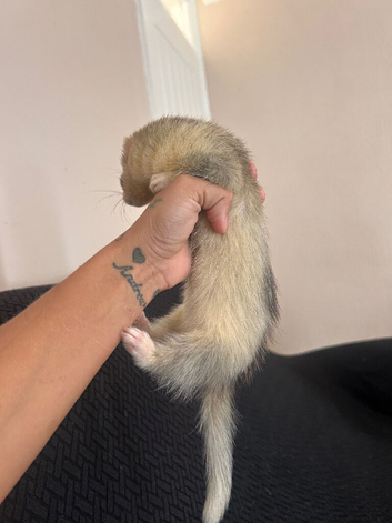 Full hob angora ferret, 2 full sable Jill&rsquo;s and one silver semi angora Jill