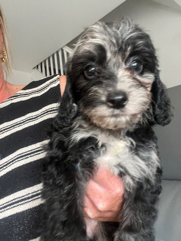 Cockapoo Puppies