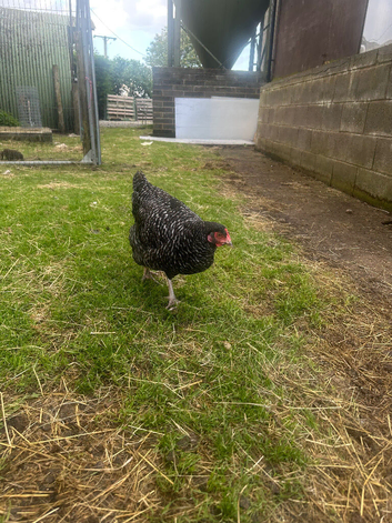 2 point of lay Barred Plymouth Rock hybrid Pullets