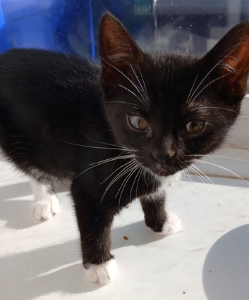 Last kitten