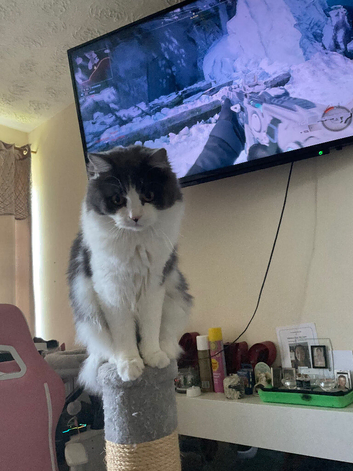 Persian Ragdoll and I can&rsquo;t own a cat anymore due to my landlord please if someone wants him he&rsquo;s all clear