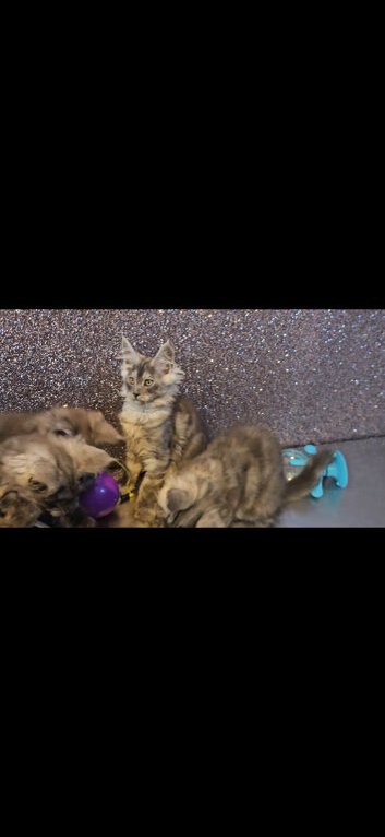 TICA Registered Maine Coon Kittens.