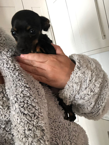 Chihuahua puppy for sale