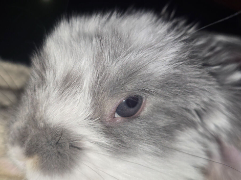 Blue eye baby french lops