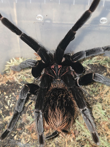 Tarantulas list