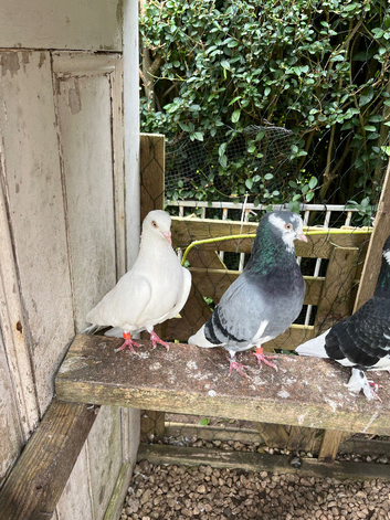 4 Birmingham roller cocks