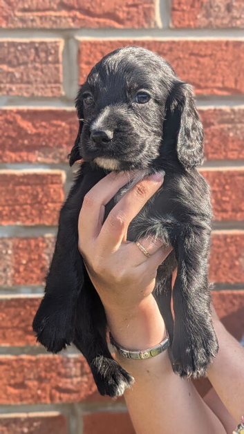 Beautiful black working cocker spaniel puppies