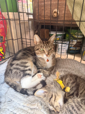Kittens for sale