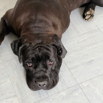 Rehome for 8 month old cane corso