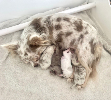 2 tiny merle pomchis