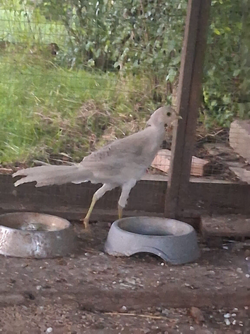2 young golden pheasants