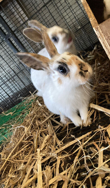 Rabbits for sale hull