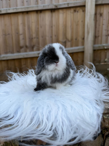 Mini lop siblings