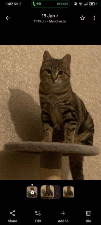 Kittens for sale