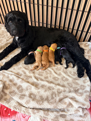 READY NOW 3 Beautiful female cockapoo pups