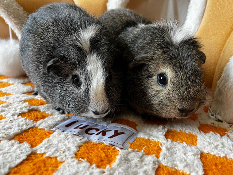 Bonded male guinea pigs x2