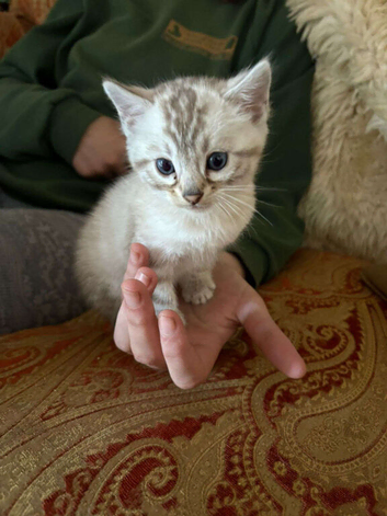 RARE clouded snow bengal kittens! TiCA registered