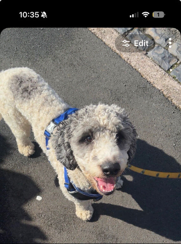Bordoodle