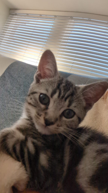 12 week old kitten