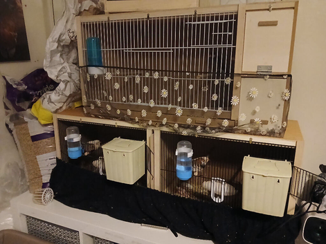 Finches + cages and others