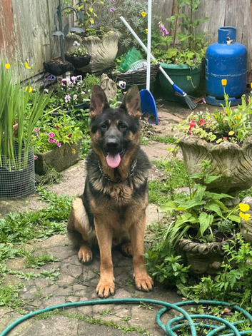 Max - 5-Year-Old KC Registered German Shepherd | Champion Bloodline