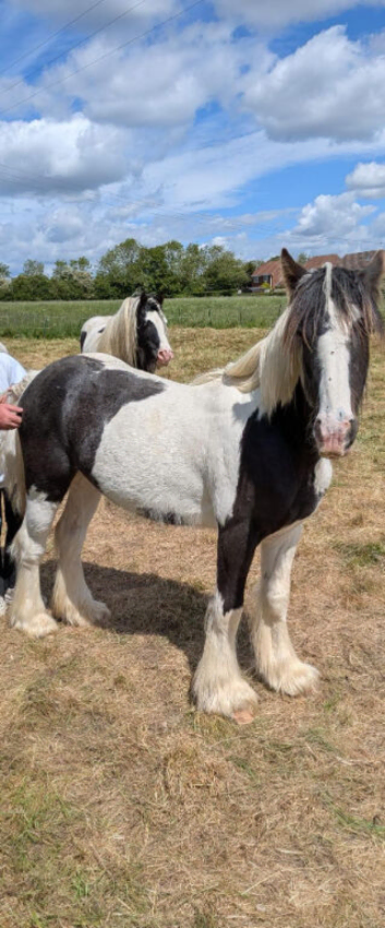 19 month old cob