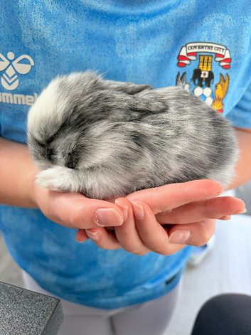 Beautiful Mini Lop Rabbits - 3 Weeks Old - &pound;60 Each - Ready to Reserve
