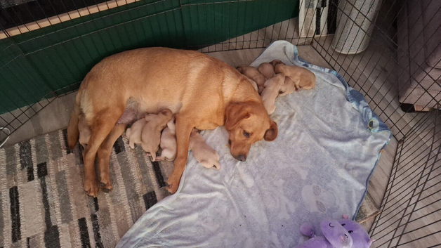 Stunning litter