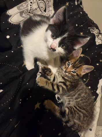 Beautiful female tabby kitten