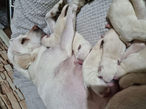 For sale